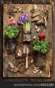 Flowers gardening with crocus, buttercups, scoop , root and bulbs on rustic wooden background, top view