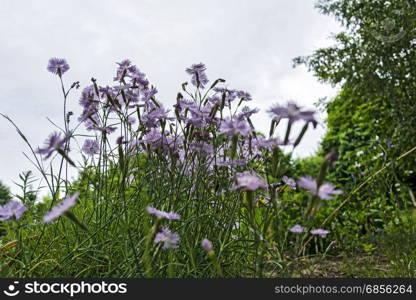 Flowers gently purple with the name Cornflower grow in natural nature