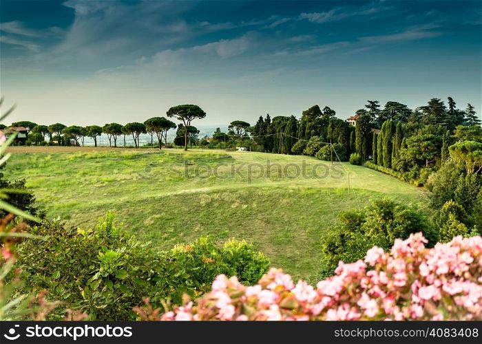 Flowers, green weeds, leaves, plants and trees on vineyards backgrounds on cultivated hills in Italian countryside the small village of Dozza near Bologna in Emilia Romagna
