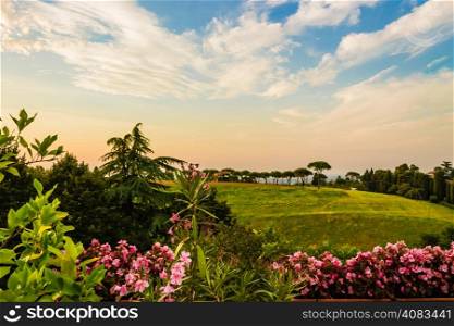 Flowers, green weeds, leaves, plants and trees on vineyards backgrounds on cultivated hills in Italian countryside the small village of Dozza near Bologna in Emilia Romagna
