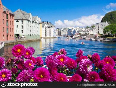 flowers growing at the streets of famous norwegian town Alesund