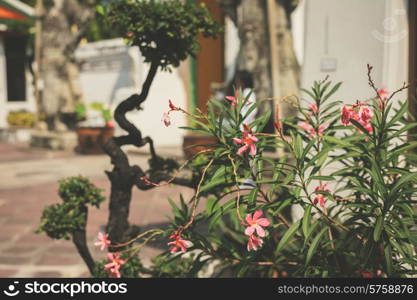 Flowers growing on a bush in a buddhist garden