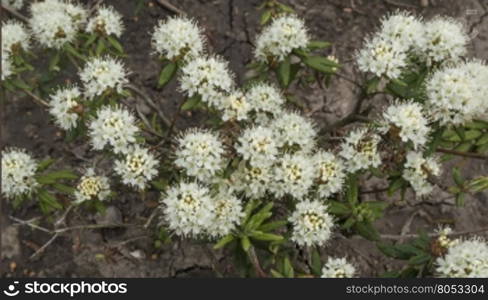 flowers growing on a field of rosemary. white flowers growing rosemary