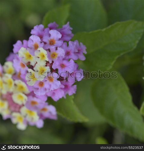 Flowers growing on a plant, Kenora, Lake of The Woods, Ontario, Canada