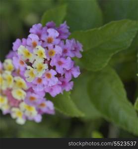 Flowers growing on a plant, Kenora, Lake of The Woods, Ontario, Canada