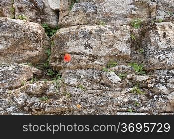 Flowers growing out of a wall