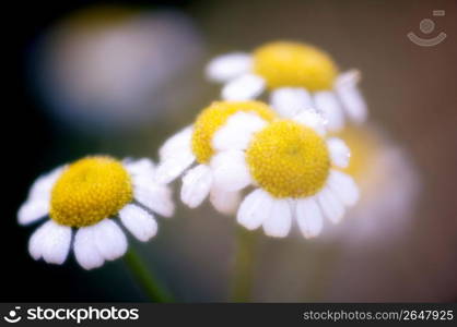 Flowers heads, close-up