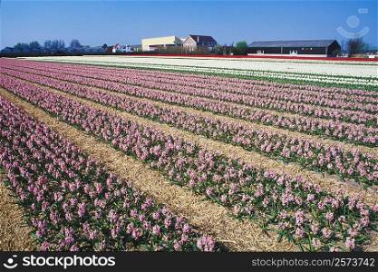 Flowers in a field, Amsterdam, Netherlands