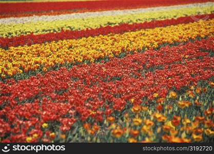 Flowers in a field, Amsterdam, Netherlands