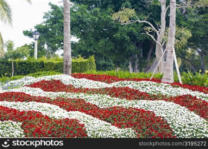 Flowers in a garden, Royal Poinciana Way, Palm Beach, Florida, USA