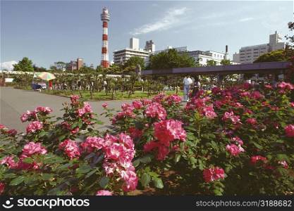 Flowers in a garden with a lighthouse in the background, Yamashita Park, Yokohama, Kanagawa Prefecture, Japan