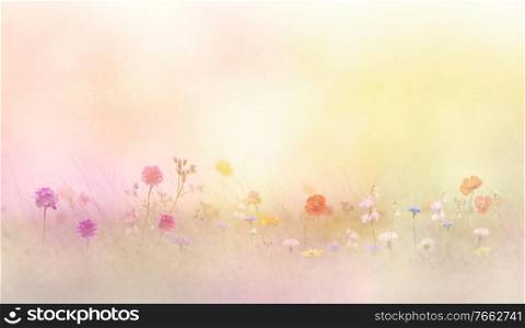 Flowers in a meadow at sunlight , soft focus