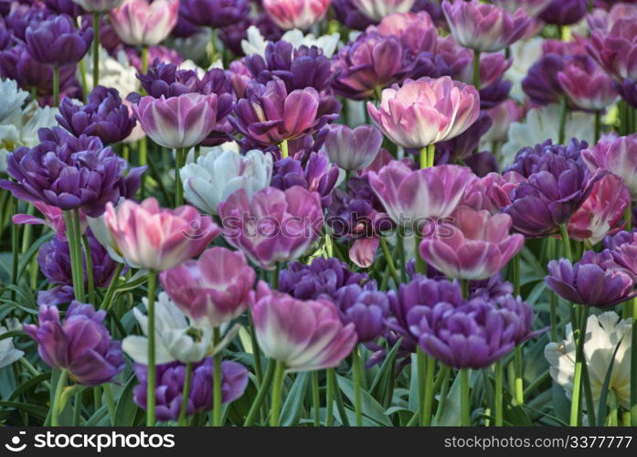 Flowers in a Oslo Meadow, Norway, May 2009