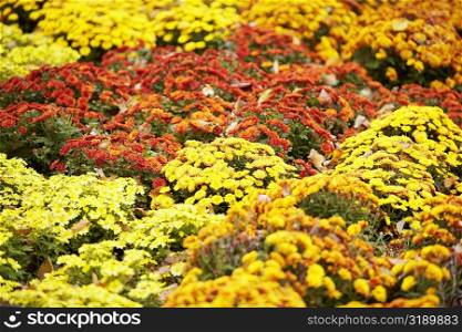 Flowers in a park, Central Park, Manhattan, New York City, New York State, USA
