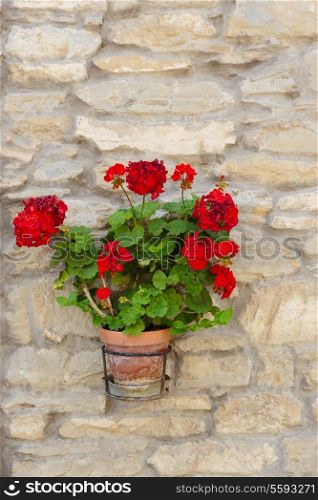 Flowers in a pot on a stone wall in Italy