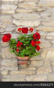 Flowers in a pot on a stone wall in Italy