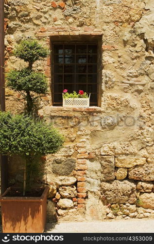 Flowers in a window box on a window sill, Monteriggioni, Siena Province, Tuscany, Italy