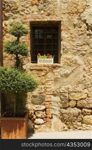 Flowers in a window box on a window sill, Monteriggioni, Siena Province, Tuscany, Italy