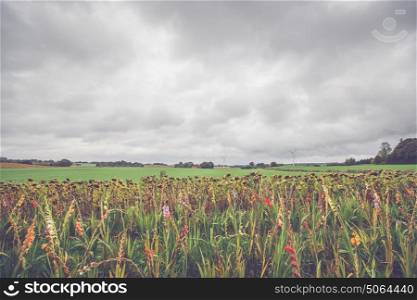 Flowers in autumn on a field in cloudy weather
