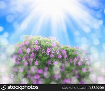 flowers in blossom against blue sky and shining sun