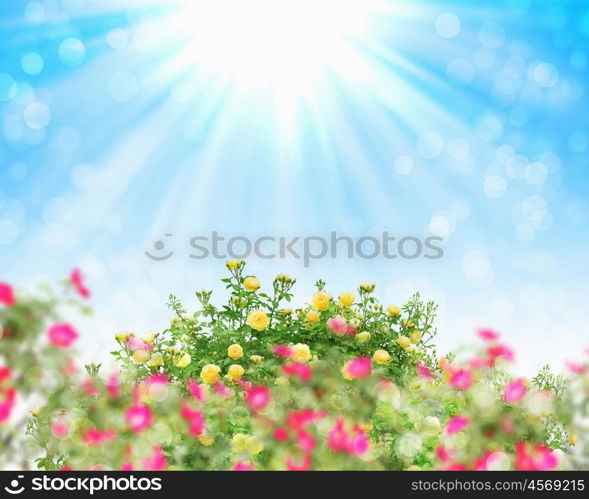 flowers in blossom against blue sky and shining sun