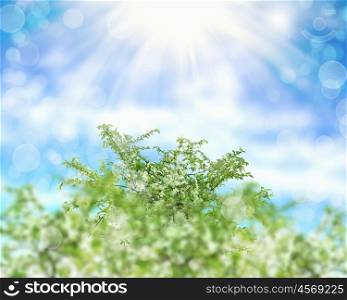 flowers in blossom against blue sky and shining sun