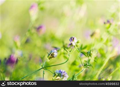 Flowers in field. Fresh and grass flowers in green summer field