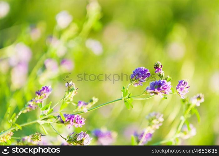 Flowers in field. Fresh and grass flowers in green summer field