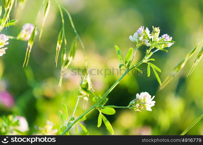 Flowers in field. Fresh and grass flowers in green summer field