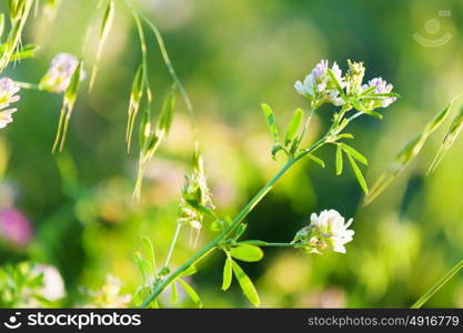 Flowers in field. Fresh and grass flowers in green summer field