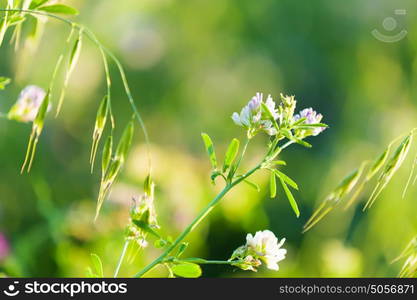 Flowers in field. Fresh and grass flowers in green summer field