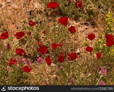 Flowers in field near Kusadasi Turkey