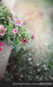 Flowers in flower pot on blurred garden background, outdoor