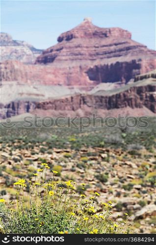 Flowers in Grand canyon