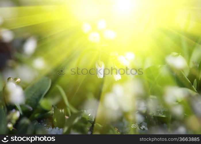 Flowers in hands