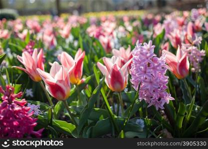Flowers in Keukenhof park, Netherlands, also known as the Garden of Europe, is the world&rsquo;s largest flower garden.