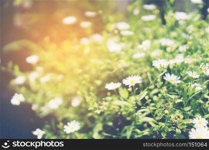 Flowers in nature with sunlight, vintage filter image