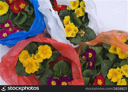 Flowers in plastic bags