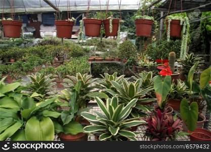 Flowers in pots inside greenhouse