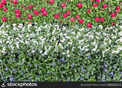 Flowers in rows and lines showing red white blue colours of dutch flag