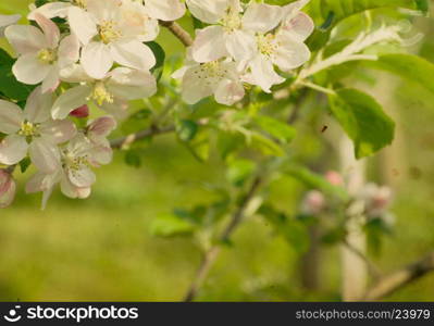 flowers in spring