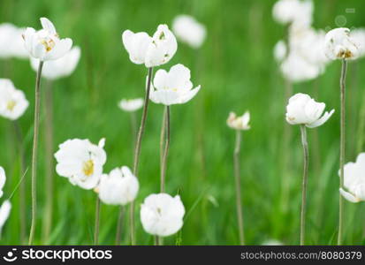 flowers in spring