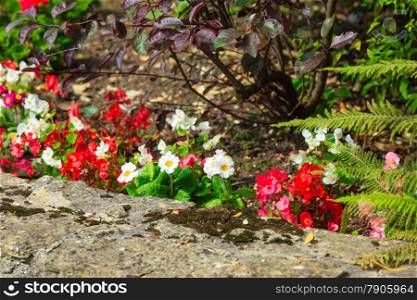 flowers in the garden. Spring or summer time, outdoor