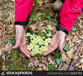 flowers in the hands