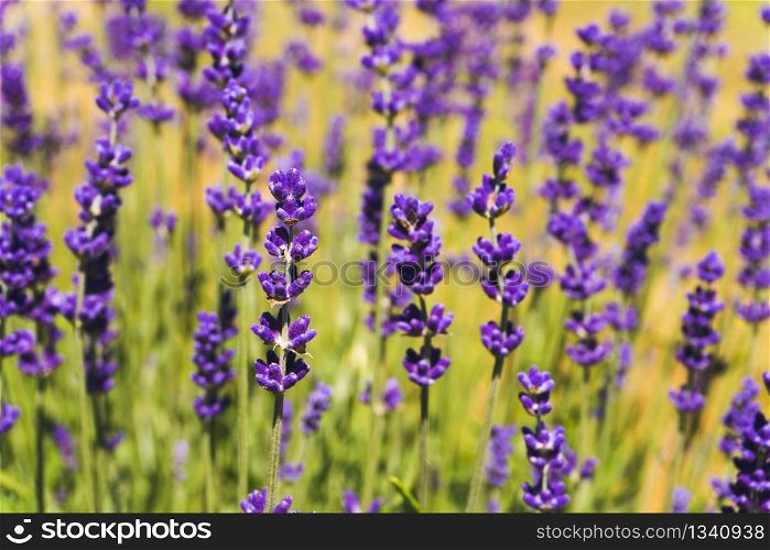 Flowers in the lavender fields in summer day. Background. Flowers in the lavender fields in summer day