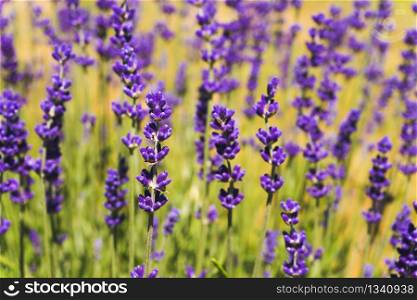 Flowers in the lavender fields in summer day. Background. Flowers in the lavender fields in summer day