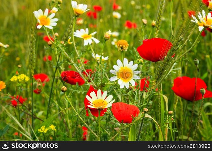 Flowers in the meadow of morocco