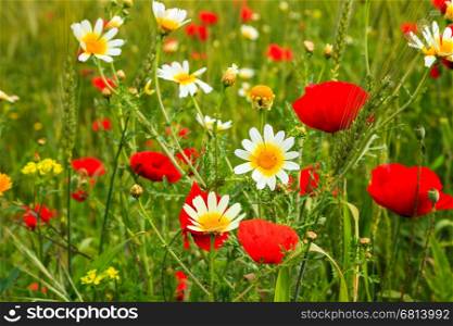 Flowers in the meadow of morocco