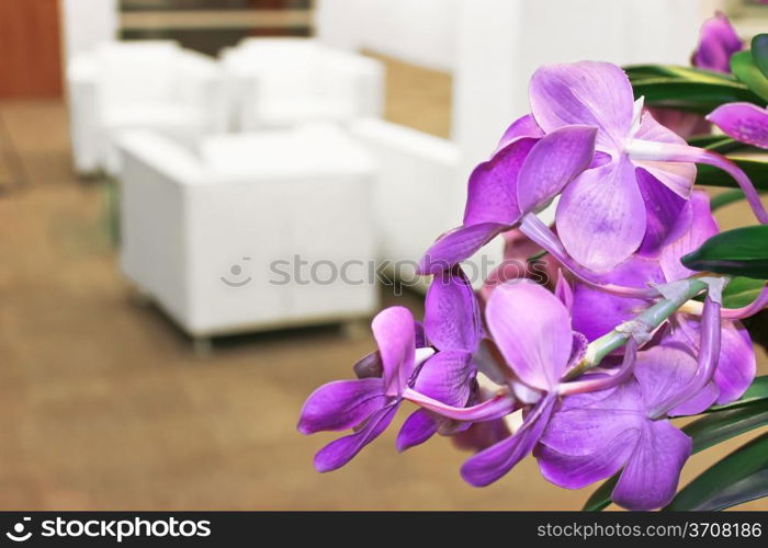 Flowers in the office interior