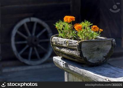 Flowers in the old wooden flower pot
